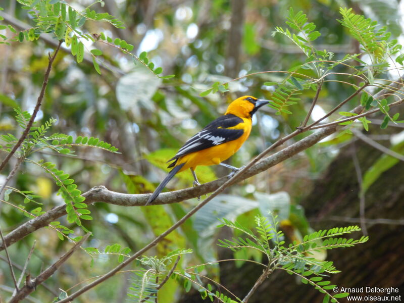 Altamira Oriole