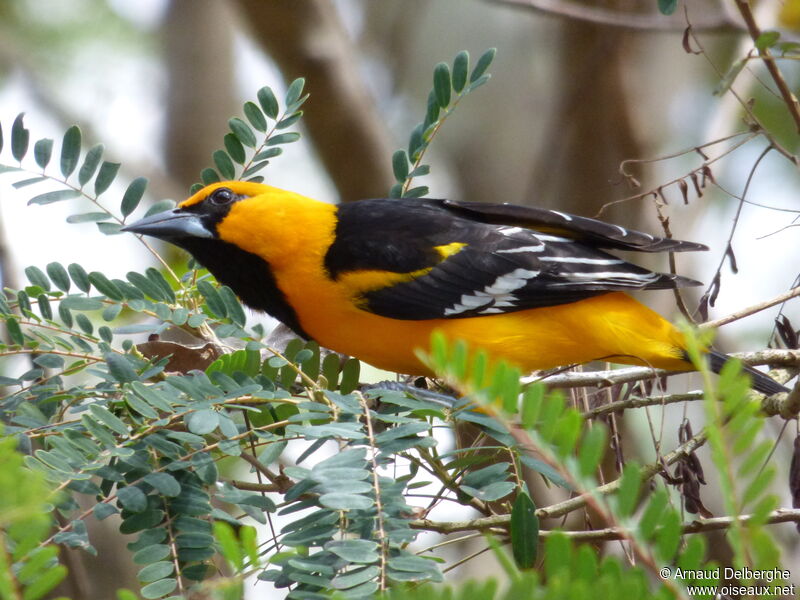 Altamira Oriole