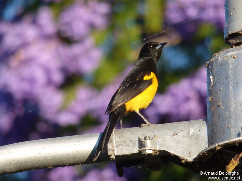 Black-vented Oriole