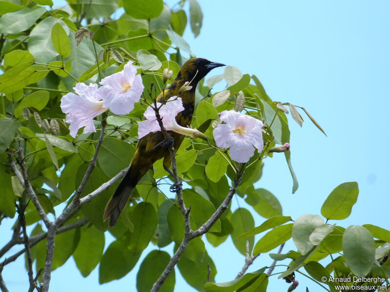 Oriole de Cuba