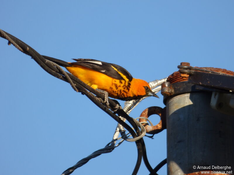 Oriole maculé