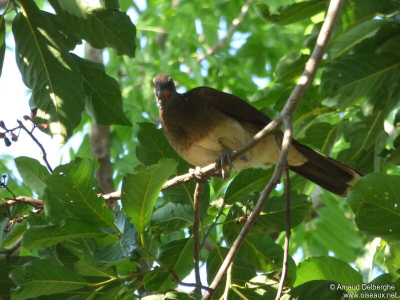 White-bellied Chachalaca