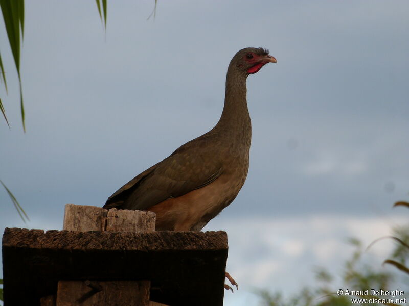 Chaco Chachalaca