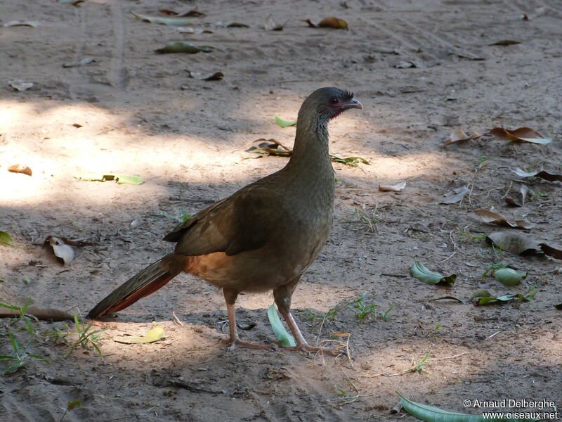 Chaco Chachalaca