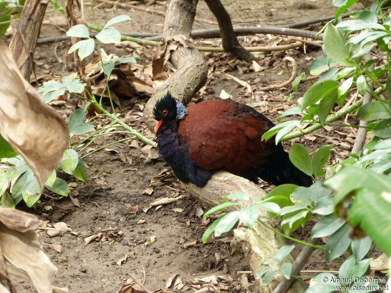 Pheasant Pigeon