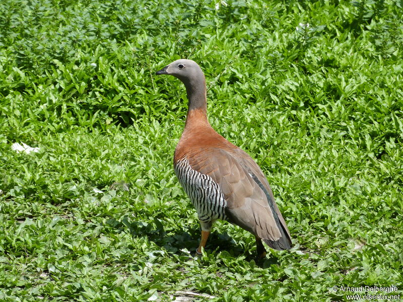 Ashy-headed Goose