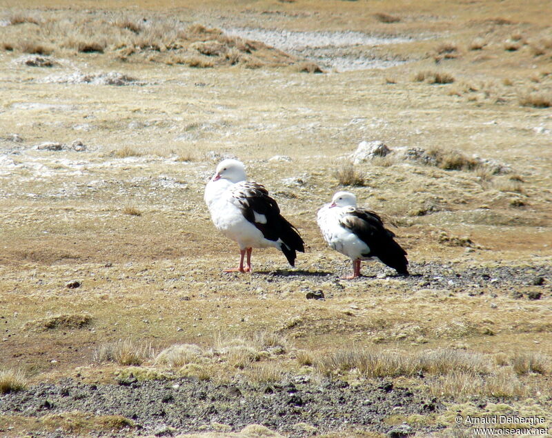 Andean Goose