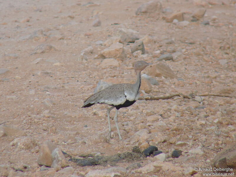 Buff-crested Bustard