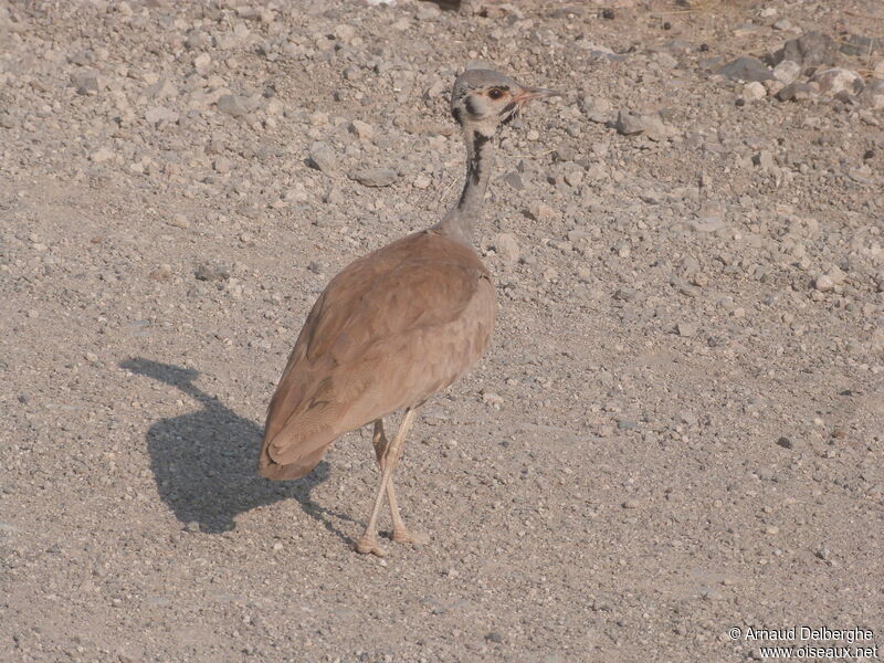 Rüppell's Korhaan