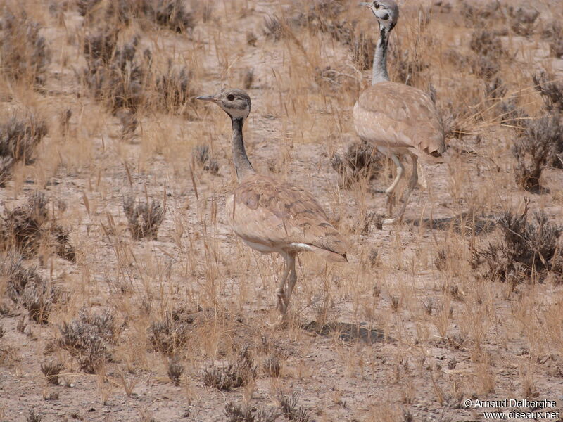 Rüppell's Korhaan