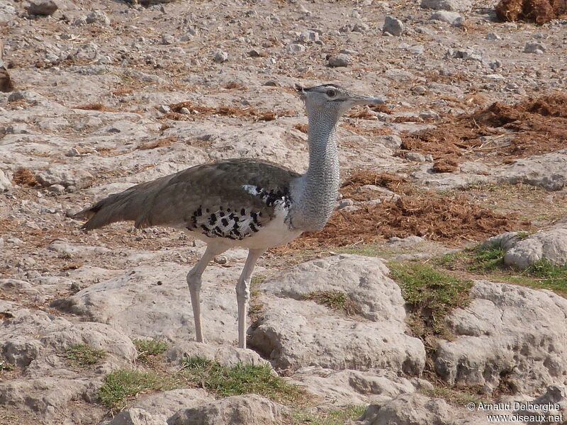 Kori Bustard