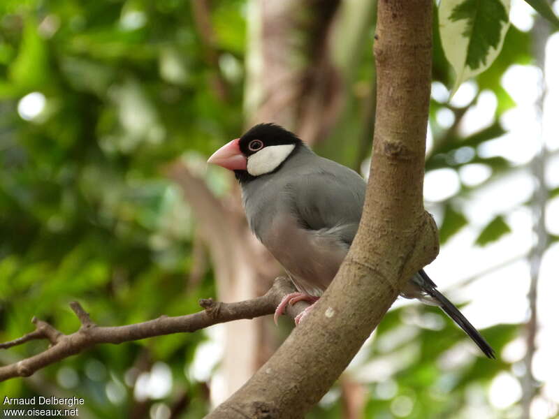 Padda de Java femelle adulte, identification