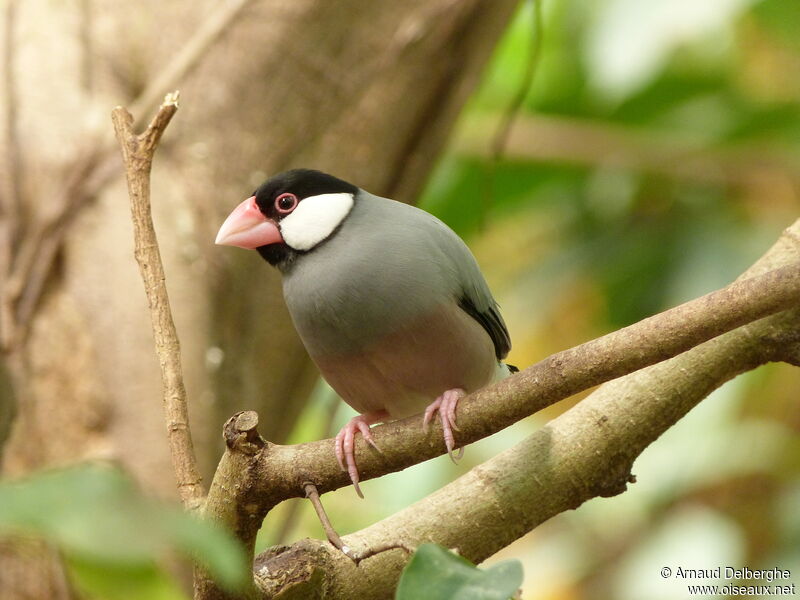 Java Sparrow