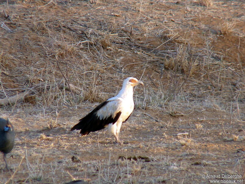 Palm-nut Vulture