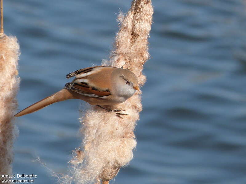 Bearded Reedling female adult, pigmentation