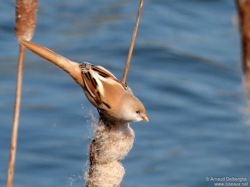 Bearded Reedling female