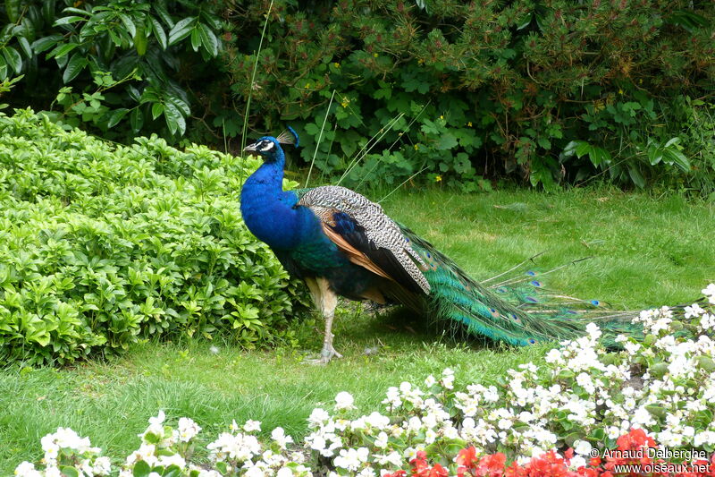 Indian Peafowl