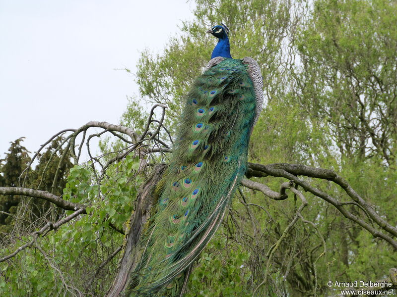 Indian Peafowl