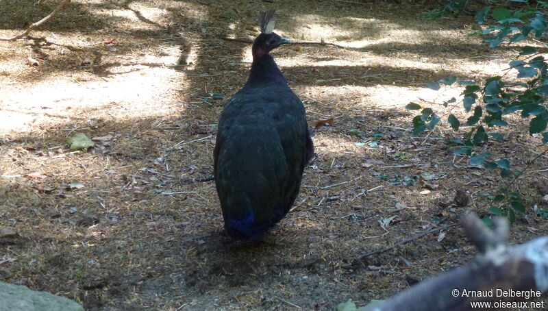 Congo Peafowl