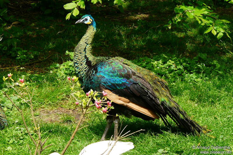 Green Peafowl