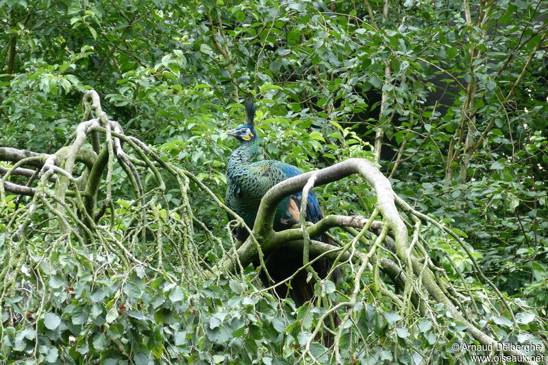 Green Peafowl