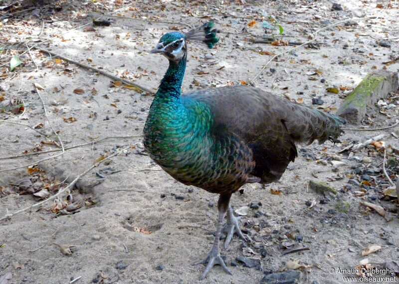 Green Peafowl