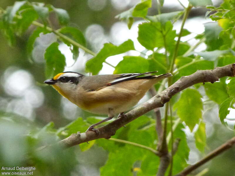 Pardalote à point jauneadulte, identification