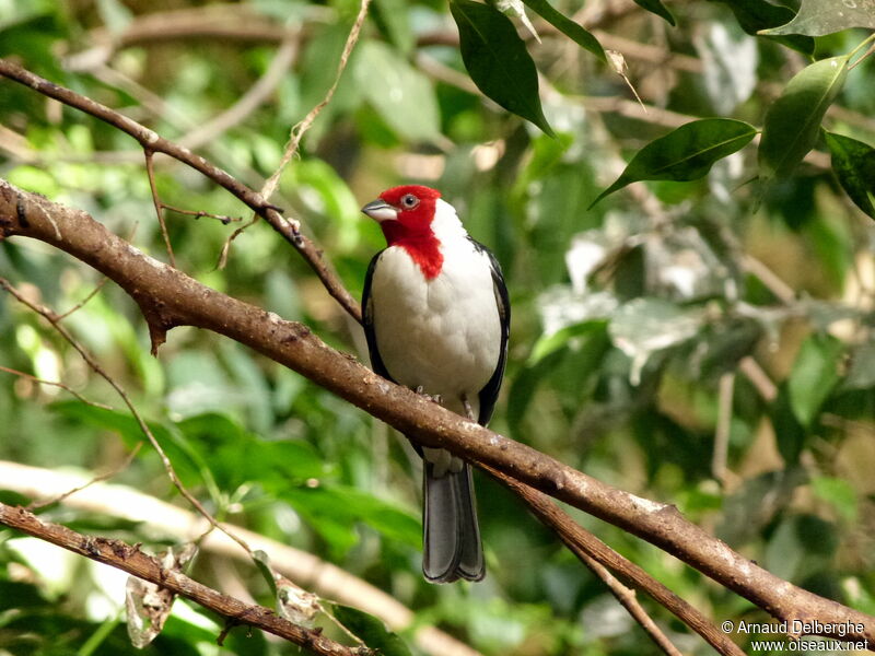 Red-cowled Cardinal