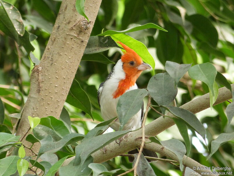 Red-crested Cardinal