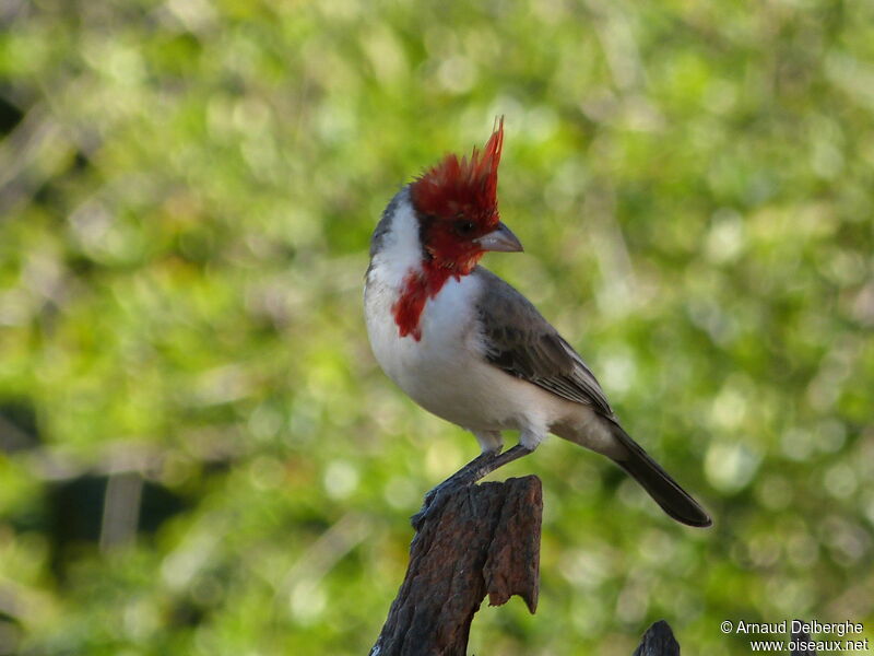 Red-crested Cardinal