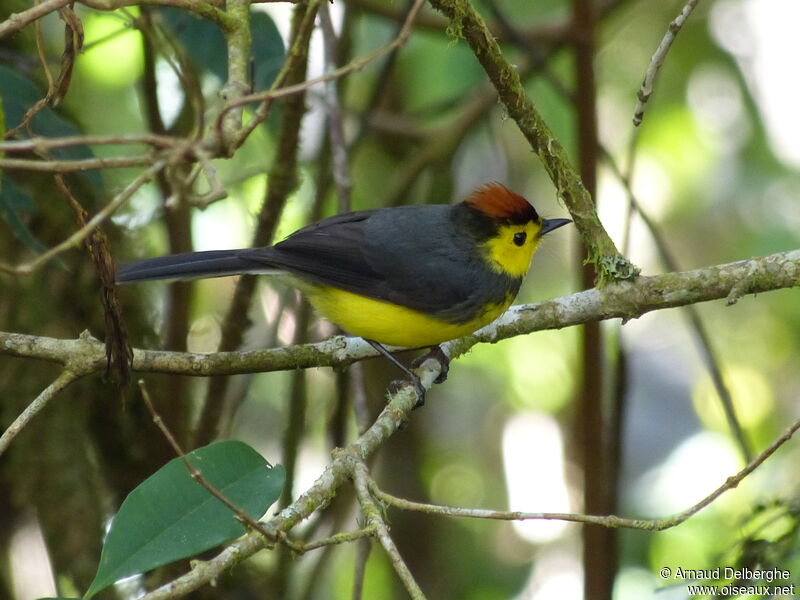 Collared Whitestart