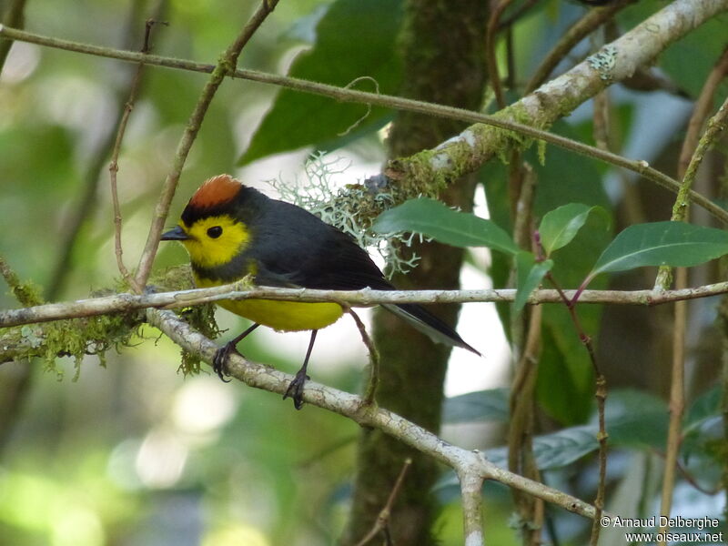 Collared Whitestart