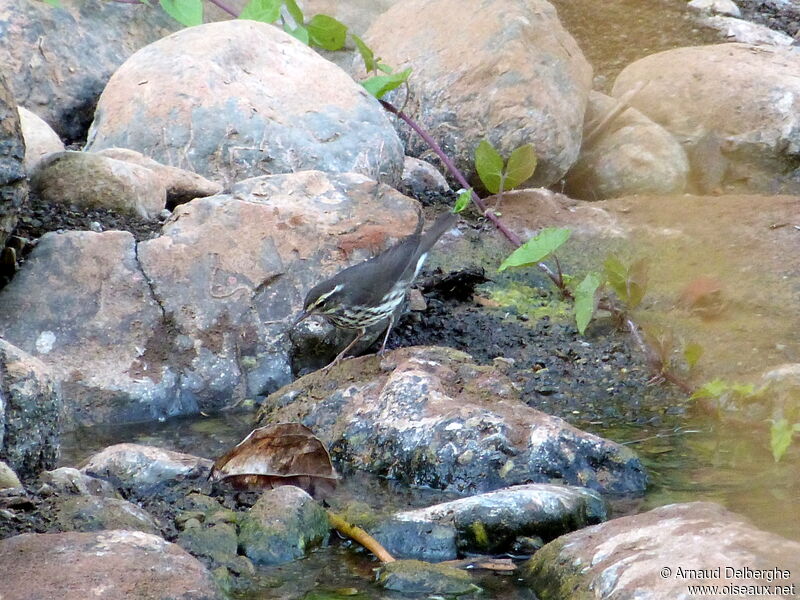 Northern Waterthrush