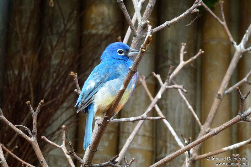 Rose-bellied Bunting