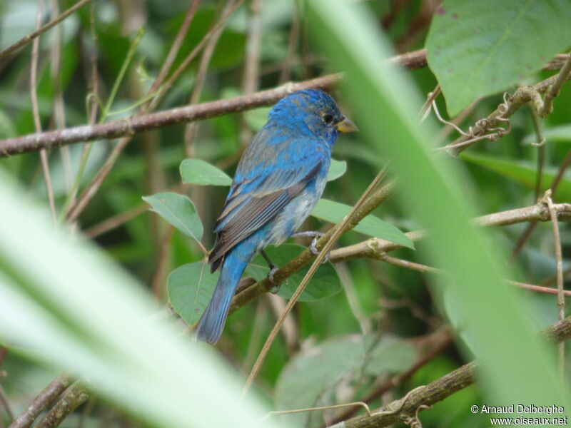 Passerin indigo