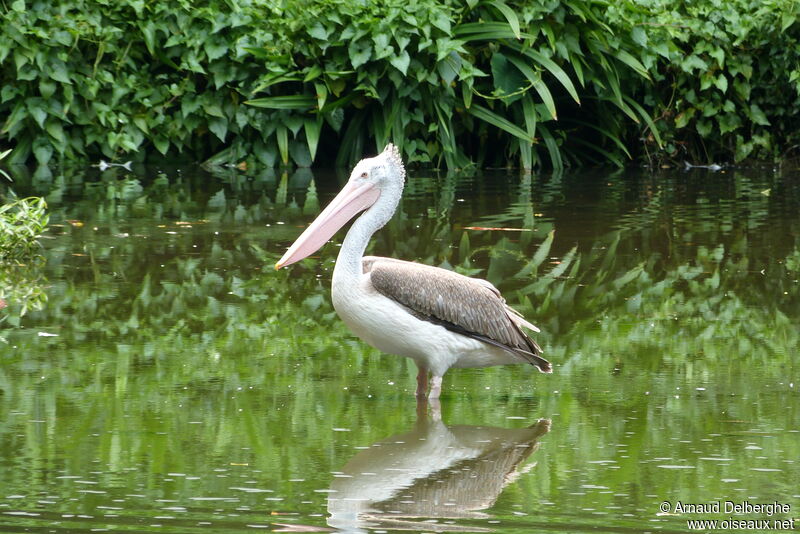 Spot-billed Pelican