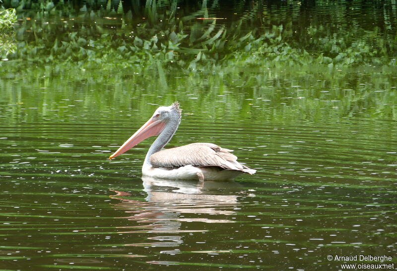 Spot-billed Pelican