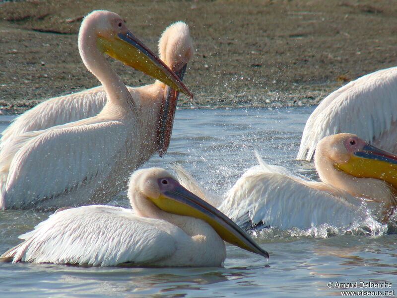 Great White Pelican