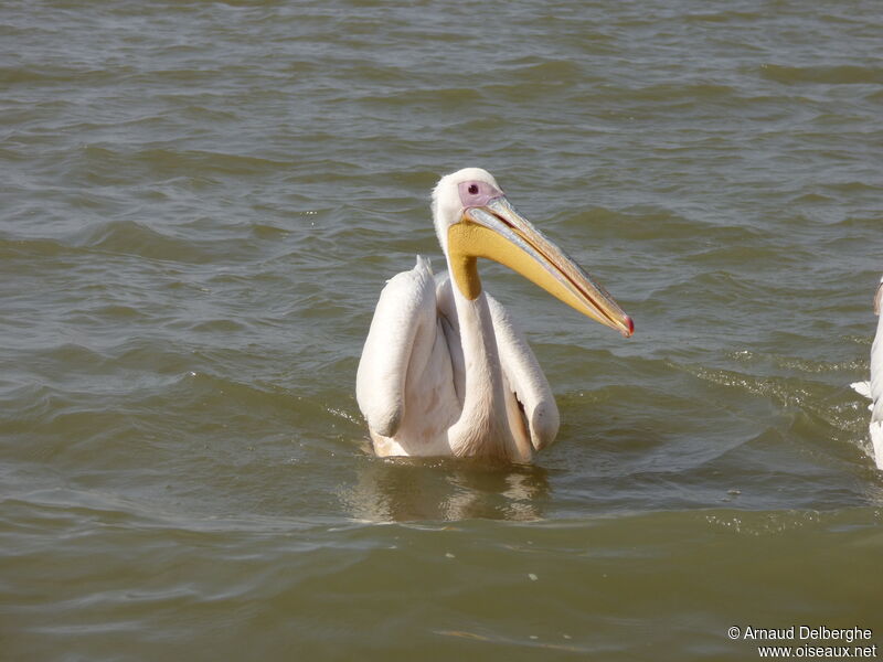 Great White Pelican