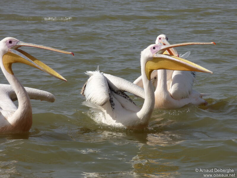 Great White Pelican