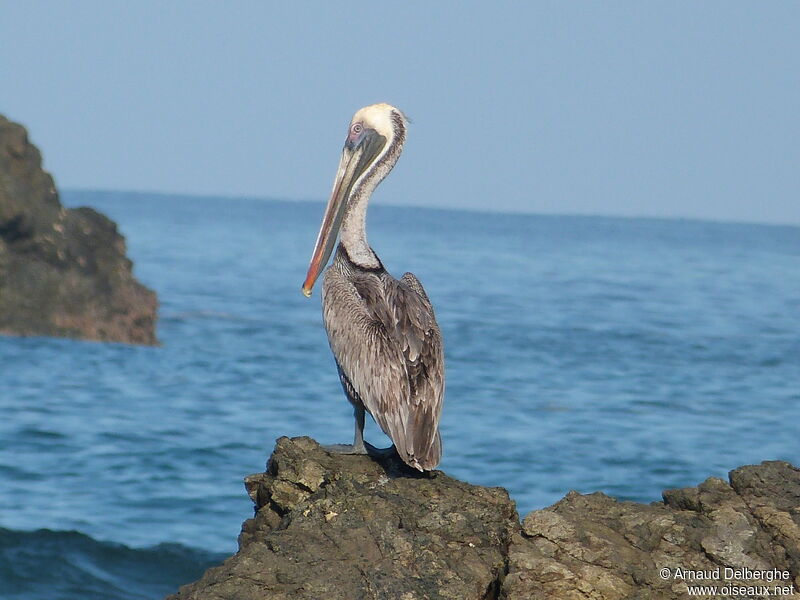 Brown Pelican