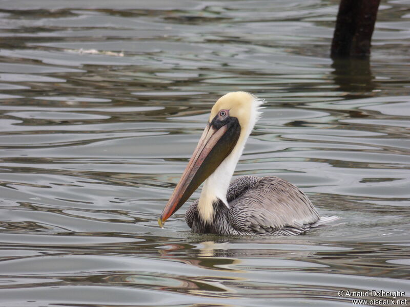 Brown Pelican