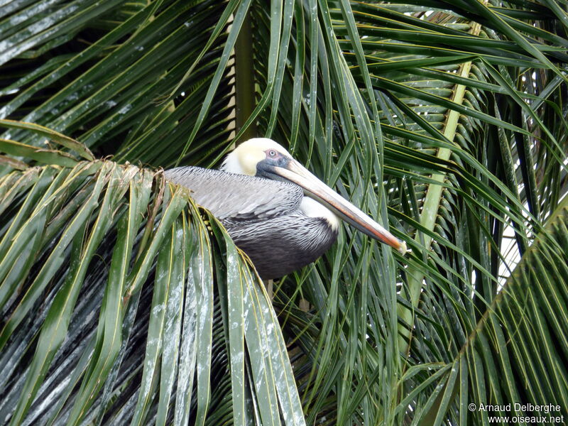 Brown Pelican