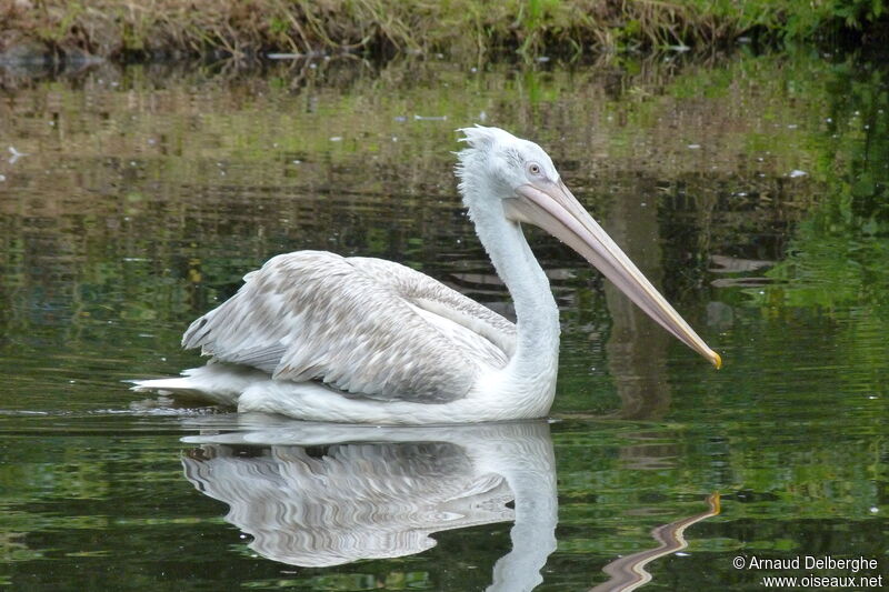 Pélican frisé