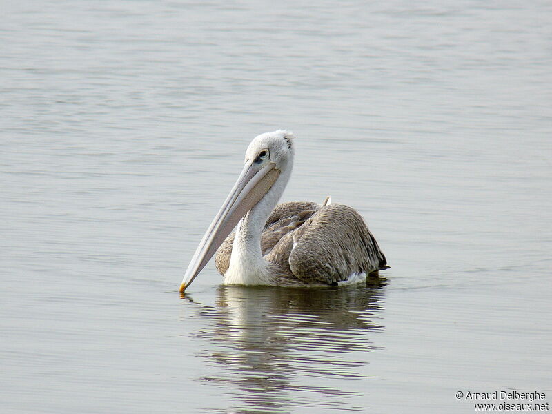 Pélican gris