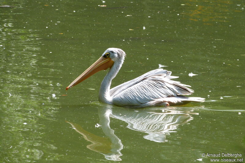 Pink-backed Pelican