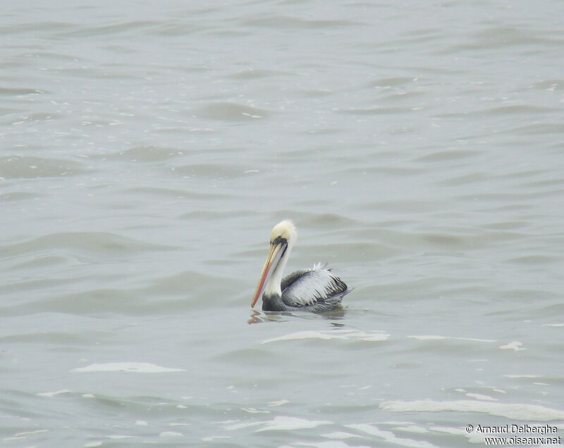 Peruvian Pelican