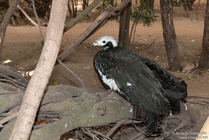 Blue-throated Piping Guan