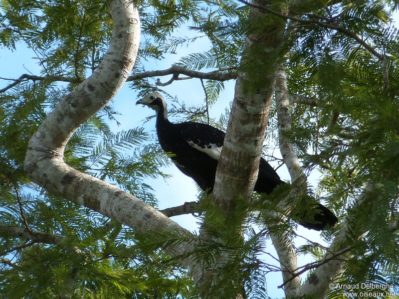 Blue-throated Piping Guan