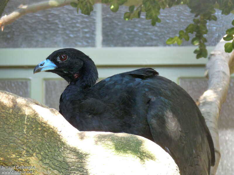 Wattled Guanadult, close-up portrait